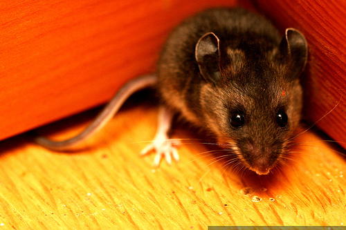 Researchers Find a Potential ‘Cure’ for Alcoholism