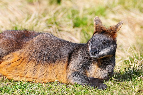 Stoned Opium Loving Wallabies a Big Problem at Australian Pharmaceutical Opium Farms