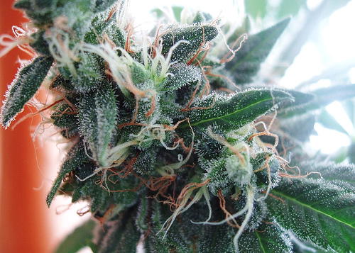 WHO Says That Americans Are the World's Biggest Drug Users