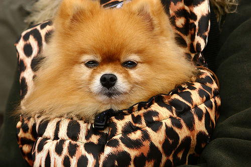 Stoned Puppy Lands Illinois Man Behind Bars