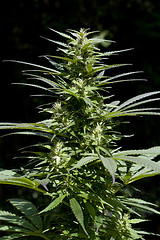 Police Called During Home Invasion - On Arrival They Find Major Marijuana Growing Operation!