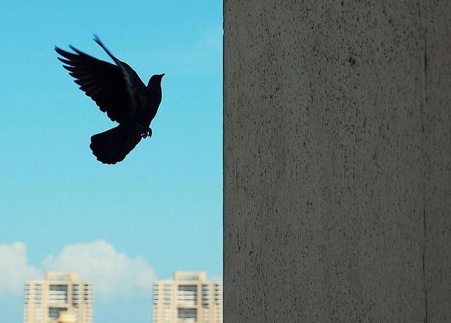 Columbian Inmates Train Pigeons to Smuggle Drugs into Prison