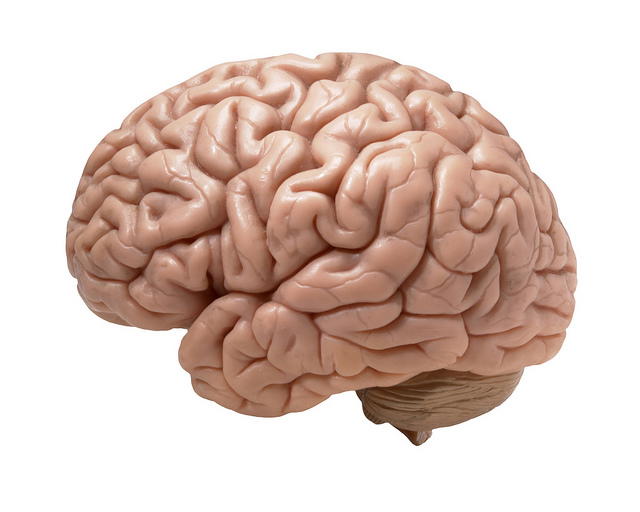 MRI Scans Can Identify Those More at Risk of Alcohol Relapse