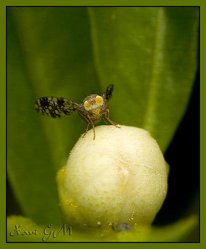 Can Fruit Flies Become Alcoholics?