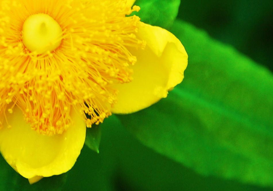 St John's Wort for Depression (Hypericum Perforatum L.)
