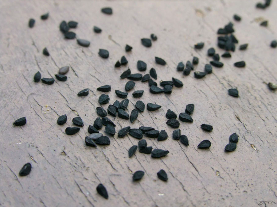 Nigella Sativa (Black Seed) a Natural Opiate Withdrawal Cure?