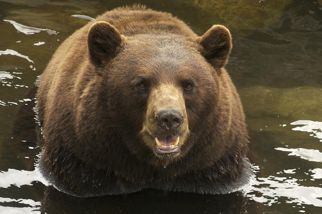 Backcountry Marijuana Grow Operation Uses Black Bears to Guard Crops