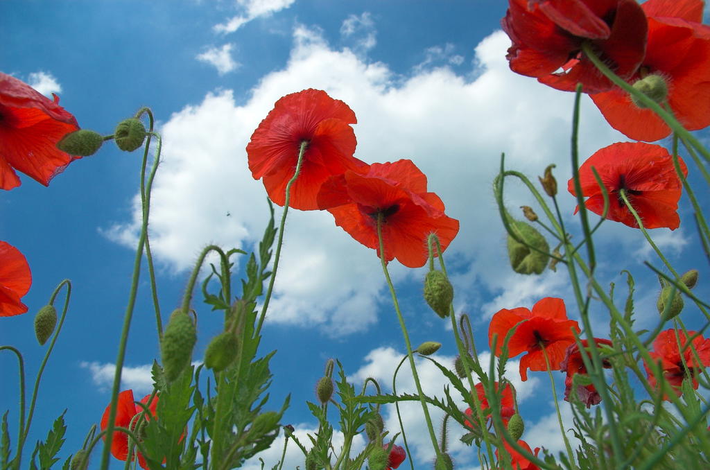 Doda, a Ground Opiate Poppy Used for Tea – Is a Growing Problem in Vancouver