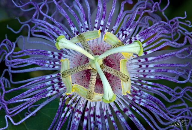Passionflower to Treat Opiate Withdrawal Symptoms