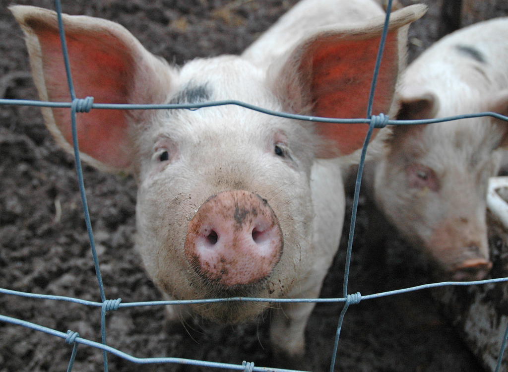 Pigs’ Blood Used in Cigarette Filters