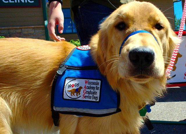 Trained Service Dogs Reduce PTSD Symptoms