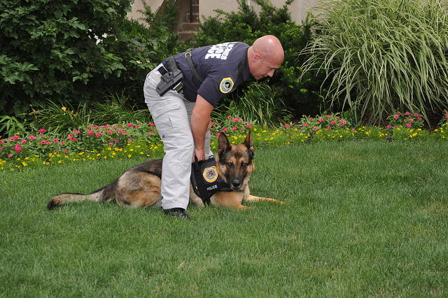 New Drug Abuse Prevention Tool for Parents - K9 Drug Sniffing Dogs for Rent!