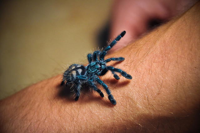 Spider Therapy Study Demonstrates Effectiveness of Exposure Therapy for Specific Phobia