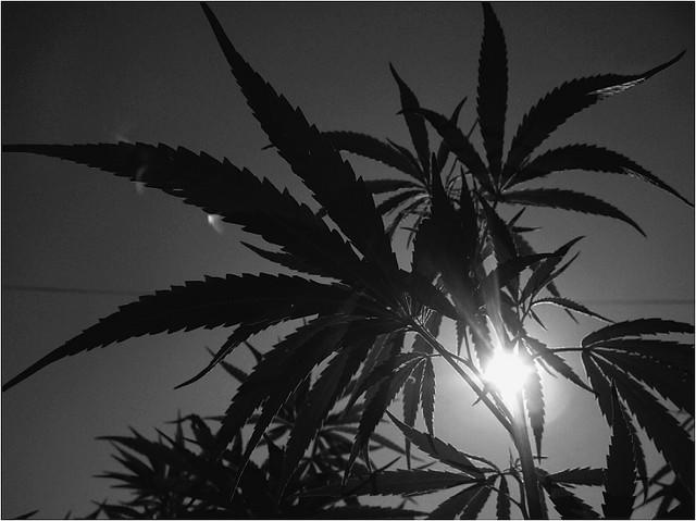 Scientists Develop Non Intoxicating Medical Marijuana