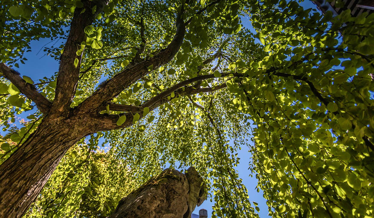 Willow Tree Recovery